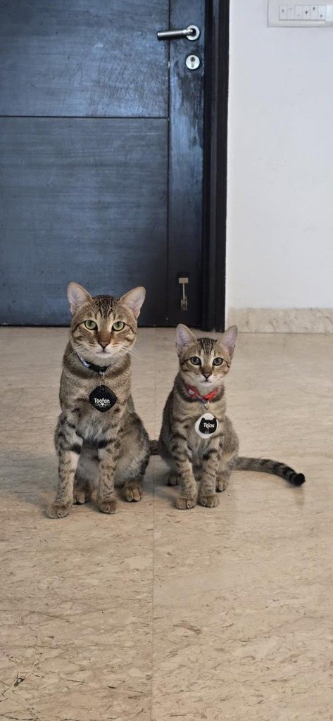 Toofan and Tejas, the two tabby cats behind Tabby Claws